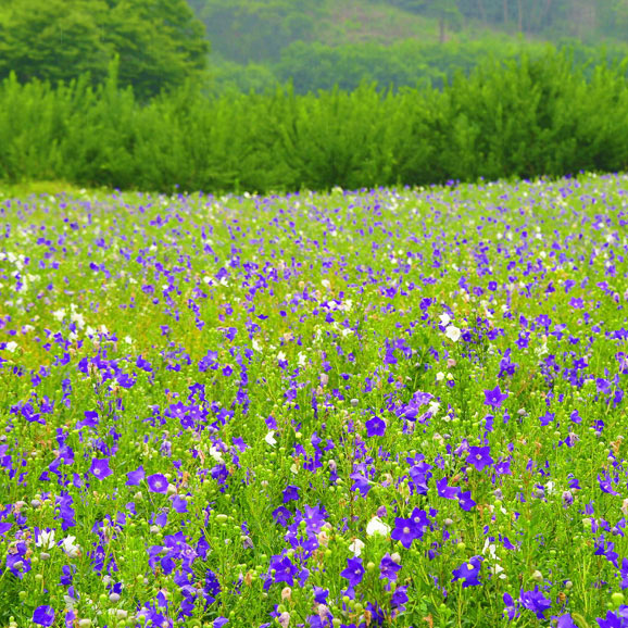 도라지(국내산)