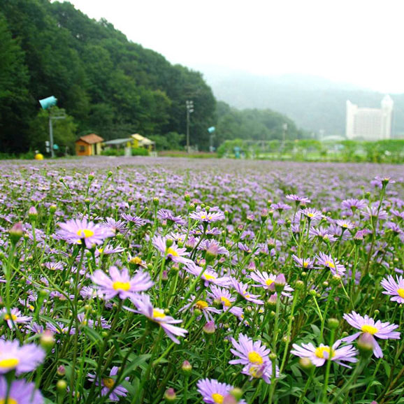 벌개미취