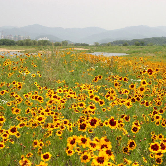 기생초(춘차국)